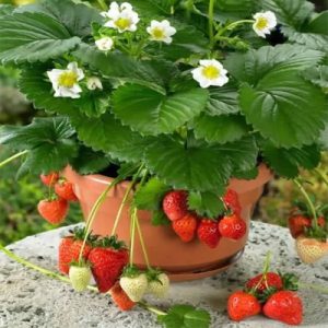 Strawberry Plant